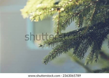 Christmas tree branches background. Green winter fir wallpaper. New Year design. Spruce tree and house window in the background