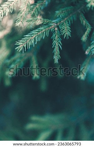 Christmas tree branches background. Green winter fir wallpaper. New Year design