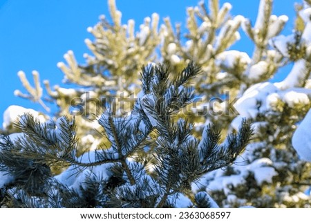 Frosty wonderland background with a snow-covered pine tree