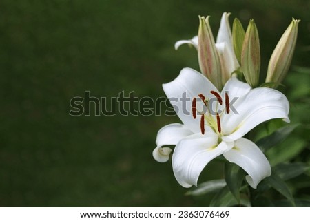 White Easter Lily flowers in garden. Lilies blooming. Blossom white Lilium Candidum in a summer. Garden Lillies with white petals. Large flowers in sunny day. Floral background. White Madonna Lily Royalty-Free Stock Photo #2363076469