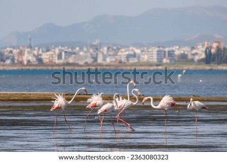 A flock of beautiful pink flamingos walking on the beach of Alexandroupolis Evros Greece near to Delta Evros National Park, winter migration.