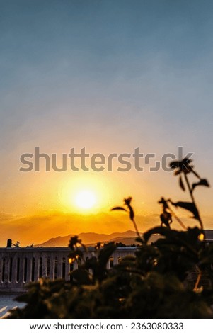 Panoramic view of sunset from the balcony, tree and flowers silhouette, background template.