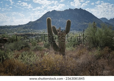 Pinnacle Peak Long Arm Saguaro