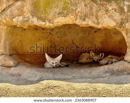 The fennec fox or vulpes Zerda in stone bunker in national zoo Rabat. Zoological garden of Rabat Morocco.