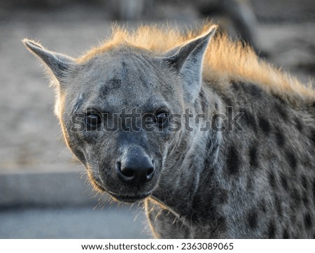 African Spotted Hyaena in Kruger National Park, South Africa