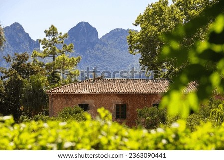  a small run down farm near the village of Palma de Mallorca in its typical rural Spanish chalk and pastel colors surrounded by mature vines, red soil against clear blue sky