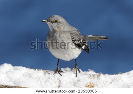 Northern Mockingbird (Mimus polyglottos) in snow on a blue background