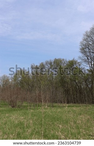 prairie forest in summer with green trees along edge  of picture with grasses growing during summertime with blue sky in Minnesota park 
