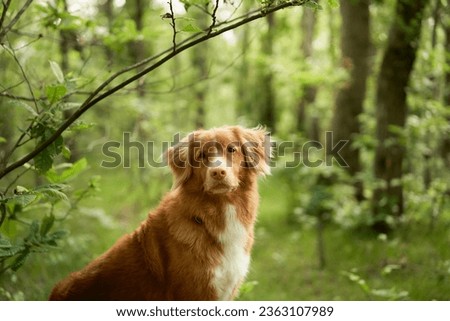 red dog in the forest. Nova Scotia Duck Retriever in nature. Adventure, traveling with a pet Royalty-Free Stock Photo #2363107989