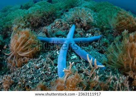 A large blue sea star, Linkia lavigata, is found on the seafloor in Lembeh Strait, Indonesia.  Royalty-Free Stock Photo #2363111917