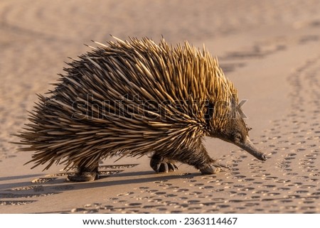 Wild Short-beaked Echidna walking across a National Park visitor centre path Royalty-Free Stock Photo #2363114467