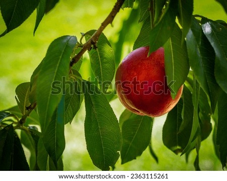  nectarine fruit  grows on tree in sunlight Royalty-Free Stock Photo #2363115261