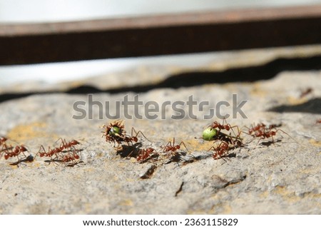 Fire ants taking food to their colony. 