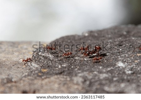 Close-up of fire ants. Fire ant with a big head. 