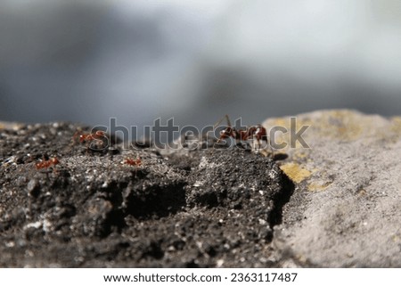 Close-up of fire ants. Fire ant with a big head. 