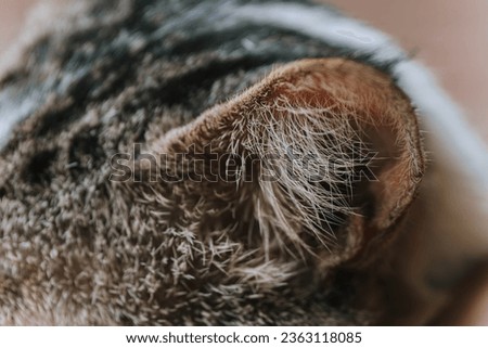 Cat fur on the ear. Macro. Close-up. Selective focus.