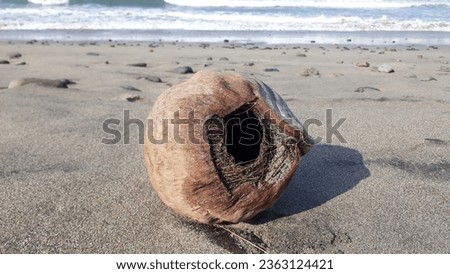 Buah kelapa sering ditemukan di pantai-pantai di daerah tropis