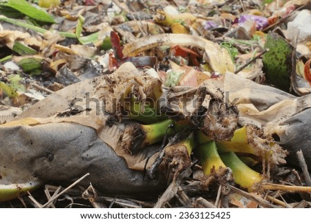 Organic waste, food waste, such as peels, stalks and leaves of fruits and vegetables, coffee grounds, paper, and the like, on composting windrows for the production of fertilizer. Royalty-Free Stock Photo #2363125425