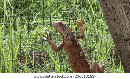 Small iguanas raised in cages in the Kertalangu Cultural village. Bali, Indonesia