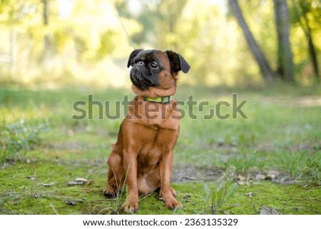 Portrait of cute pet pug-dog of breed 'Petit Brabancon Brussels Griffon' . Dog is on green grass in a park. Puppy pet concept. Summertime. Royalty-Free Stock Photo #2363135329
