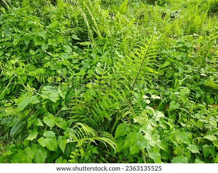 types of ferns leaves landscape found in the plantation.
