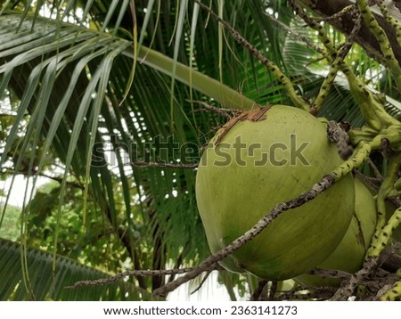 Thai farmer's coconut tree orchard