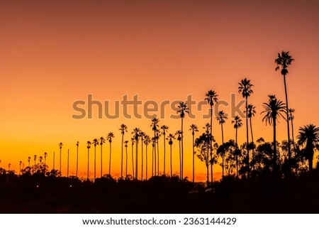 Sunset With Clouds and Palm Trees