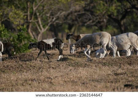 Sheep and goats grazing, a life in nature, animals that accompany and are an essential part of the farm's economy. Guanacaste, pictures of our province.