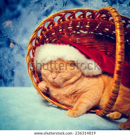 Cat wearing Santa's hat sleeping in a basket