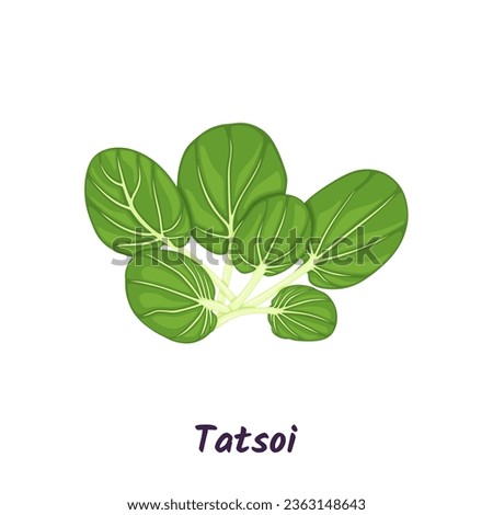 Tatsoi or tat choy salad vector illustration. Royalty-Free Stock Photo #2363148643