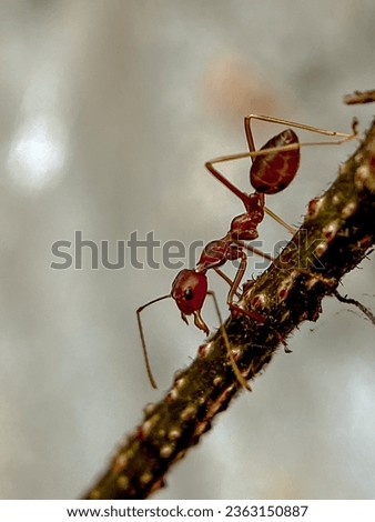 a red ant walks on a tree branch