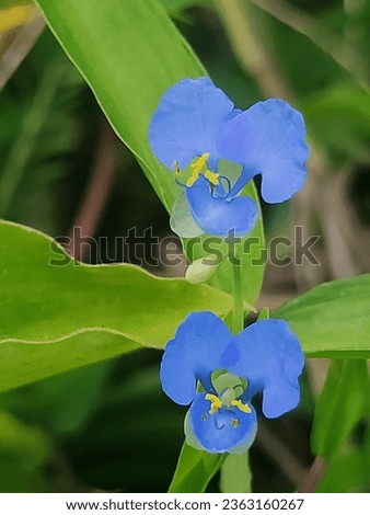 Small grass flowers, also known as Phak Prap It has blue or purple flowers.
 Royalty-Free Stock Photo #2363160267