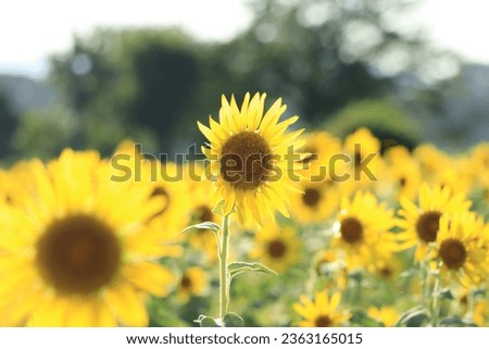 Summer scenery of Zama  sunflower field