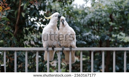 love birds 
Cockatoo Parrots Birds White Couple Blur Bokeh Nature Background Wallpaper 4K HD Birds Wallpaper

