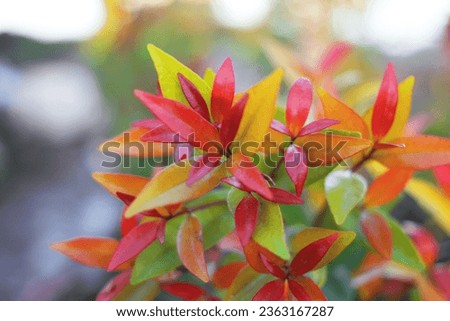Pucuk Merah , Syzygium australe , natural background