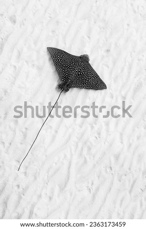 Artistic processing, portrait of beautiful Eagle Ray on sea sand waves ripples button. Abstract black and white portrait. Unique wild animal top view background. Dramatic stunning creative photo