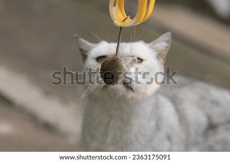 cat playing with mouse outdoors