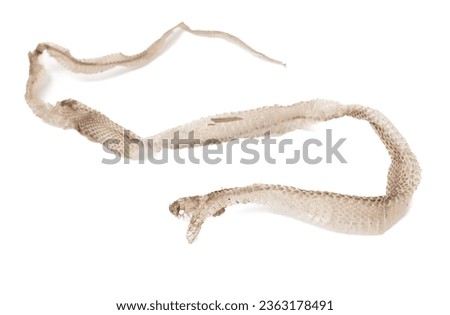 The skin of a snake isolated on a white background.