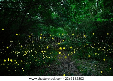 In Gotjawal Forest, a famous tourist attraction on Jeju Island, South Korea, fireflies create a wonderful scenery with beautiful lights. Royalty-Free Stock Photo #2363182803