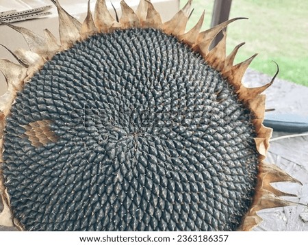 Sunflower seeds collected in a the autumn in the garden