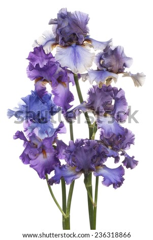 Studio Shot of Multicolored Iris Flowers Isolated on White Background. Large Depth of Field (DOF). Macro. Emblem of France.