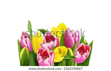 Yellow and pink tulip flowers in a floral arrangement isolated on white background. 