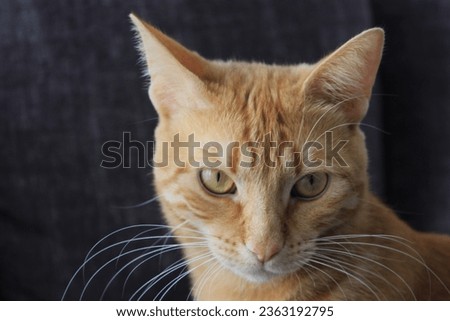 Cat sitting on gray sofa, having fun and looking at the camera. Orange-haired, kitten, tabby vine breed, yellow-eyed house cat. Cat with bright honey eyes, long white whiskers, pink nose and big ears. Royalty-Free Stock Photo #2363192795