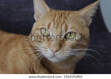 Cat sitting on gray sofa, having fun and looking at the camera. Orange-haired, kitten, tabby vine breed, yellow-eyed house cat. Cat with bright honey eyes, long white whiskers, pink nose and big ears. Royalty-Free Stock Photo #2363192803