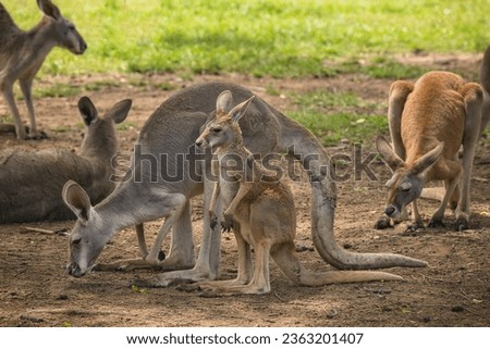 Close up view of kangaroo family at Lone Koala Sanctuary, Brisbane, Australia