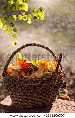 Noble, edible chanterelle mushrooms. Yellow chanterelles in a beautiful wicker basket in a birch forest in the rain. Beautiful texture of nature background.