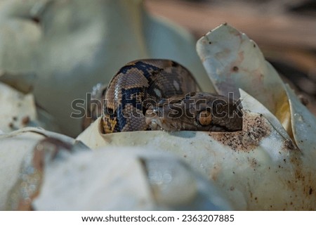 Birth of baby reticulated python hatching from egg on pile of dry leaves, natural bokeh background Royalty-Free Stock Photo #2363207885