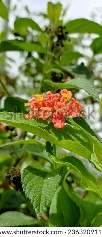the colorful flowers of the lantana plant