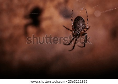 Creepy Crawly Close-up Spider Macro Wildlife Photography. Close-up of a captivating spider in detailed macro photography. Royalty-Free Stock Photo #2363211935