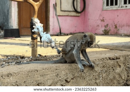 pet monkey kept in the yard
